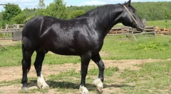 Vladimirskaya heavywood horse